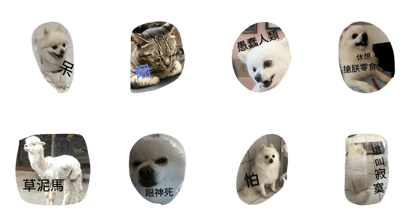 animal-expression