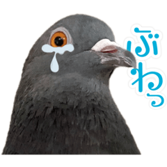 Cute pigeons photo sticker  1st