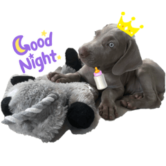 Audreys dogs