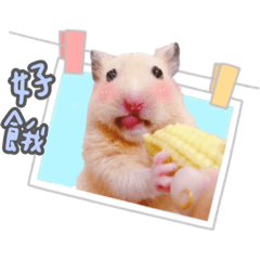 倉鼠男子宿舍-大眼仔湯圓