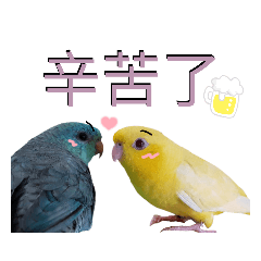 我的鳥鳥小夥伴們