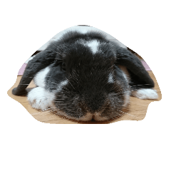 dropearrabbit