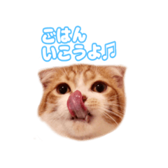 Neko ni Gohan