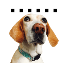 最可愛小寶貝們 土豆花