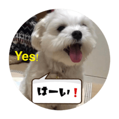 It is mochi of Maltese NO.3