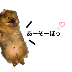 Pomeranian_Mr.pon