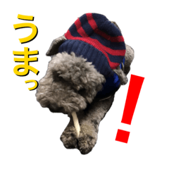 toypoodle GRIS 2