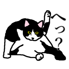 'Noren' the tuxedo cat