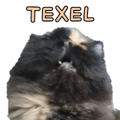 Texel The mystery cat