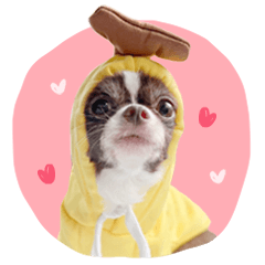 Chihuahua_NooDang
