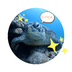 aoi_umi
