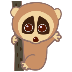 Slow Loris's Roli-kun