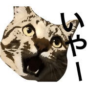 cute my pet !