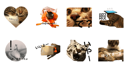 cute my pet !