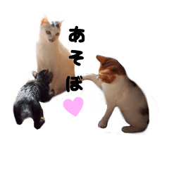 cute cat !!!!