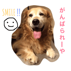 Golden Retriever Taku's daily life !!