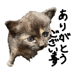 Hikari_20220202180834