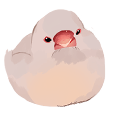 white Java sparrow 1