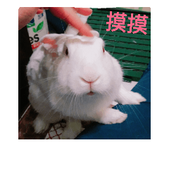 QRabbit