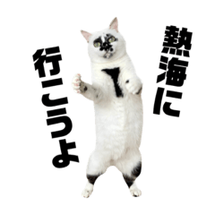熱海 Muddy Catの白黒猫スタンプ