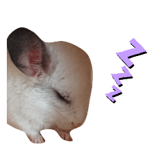 rabbit&chinchilla