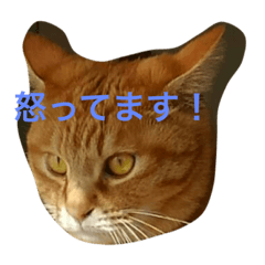 kit cats! 1