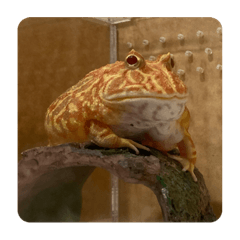 啾吉的日常生活