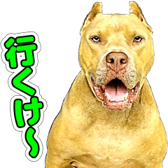 He is a dog who uses the Koshu dialect