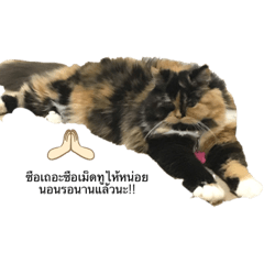 Cream_20220202175919