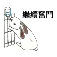 Holland lop character sticker