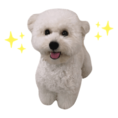 比熊犬Nini的生活1