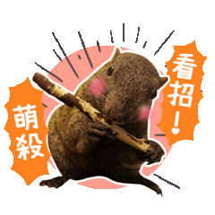 蜜糖與嘎逼的松鼠小日常