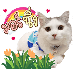 Namchok na krab