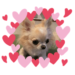 orange_20220204084506