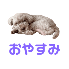 sho-chan dog