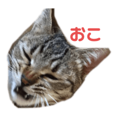 puku_20220204001533