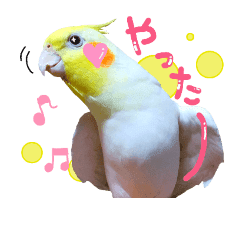 オカメインコ W 2 Line スタンプ Line Store オカメインコ W 2 Line スタンプ Line Store