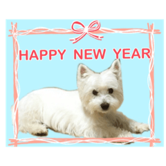 Shion(West Highland White Terrier) 2
