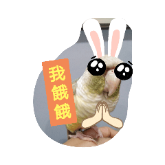 小太陽鳥日常生活