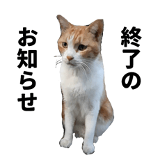 OKAKA -Cat Emotion Sticker-