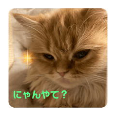 saya_20220204135212