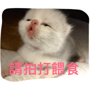 Cat's_family