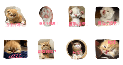 Cat's_family
