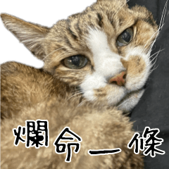 厭世貓丸丸