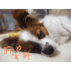 My cute doggy koume
