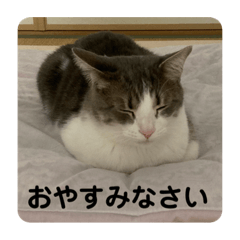 shiho_20220204201231