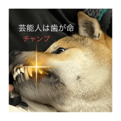 紀州犬琥珀＆チャンプ③