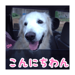Golden Retriever Dip3&associates!!