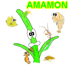 Moving Amamon for BRASIL