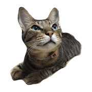 HAMU CAT
